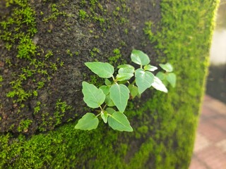 Green mossy wall surface is split by a deep crack, from which three small, resilient green Ficus religiosa plants sprout. Image captures nature's persistence. bodhi, pippala, peepul or ashwattha tree.