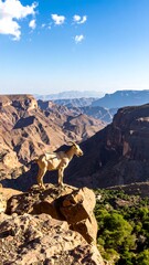 Naklejka premium Goat on a mountain ridge overlooking a valley