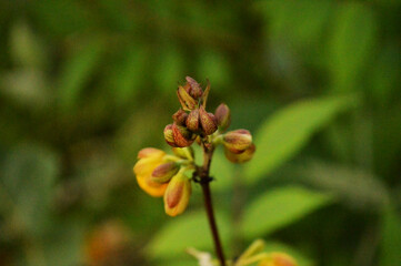 Vibrant yellow tropical flower standing out against deep green foliage, showcasing nature's beauty and detail.