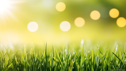 Fototapeta premium The layout is horizontal, with the grass occupying the lower portion of the image, showcasing vibrant green blades with varying lengths.