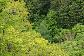 亜高山の渓谷を彩る萌黄色の新緑