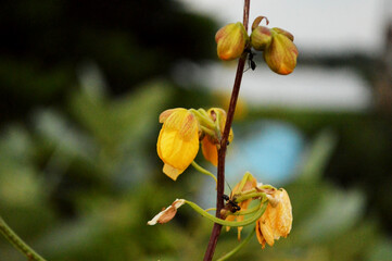 Vibrant yellow tropical flower standing out against deep green foliage, showcasing nature's beauty and detail.