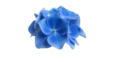 Blue Hydrangea Flowers Against Black Background