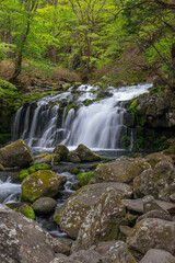 新緑に囲まれた蓼科大滝と滝ノ湯川の流れ