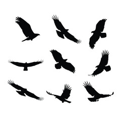 Dynamic Bird Silhouettes in Flight – Minimalist Vector Set