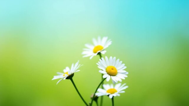 Daisies in macro photography.Creative. Small flowers with white petals growing on a green background and a blue sky
