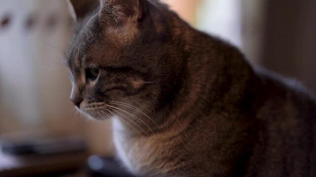 Gato dom&eacute;stico observando, atenci&oacute;n y curiosidad. Mascota, animal de compa&ntilde;&iacute;a, interior o exterior, comportamiento felino y mirada intensa.