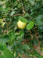 Lemon tree 