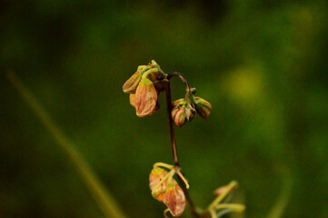Fresh Green leaves close up photo with texture details