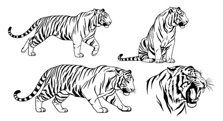Obraz premium Vector art of collection of tiger illustrations in various poses isolated on the for POD