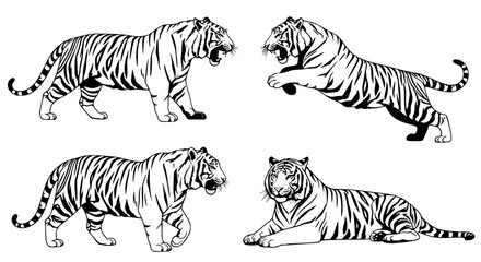 Obraz premium Vector art of four tigers in different poses, vector illustration for POD