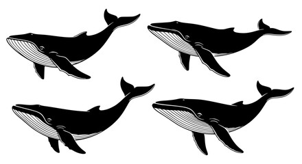 Fototapeta premium Vector art of collection of humpback whale drawings in black silhouette for POD