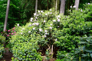 Rhododendron Garden in the Town Bad Berka, Thuringia