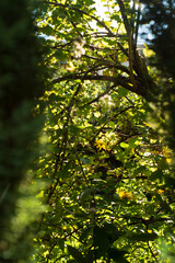 Fototapeta premium Backlit green foliage with branches and soft bokeh