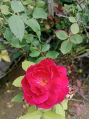 red rose in garden