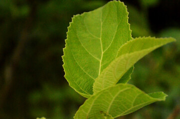 Fresh Green leaves close up photo with texture details