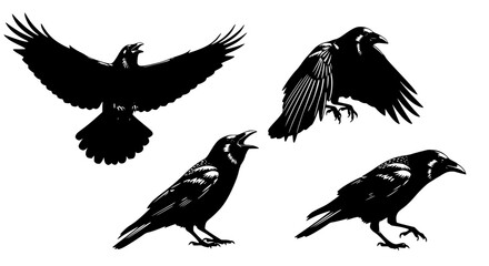 Fototapeta premium Illustration of four crows in different poses for POD