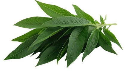 Obraz premium Fresh mango leaves on a branch isolated on a white background, perfect for use in botany, food, and spice projects on white background.