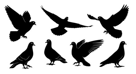 Obraz premium Vector art of set of pigeon silhouettes in different flying positions for POD