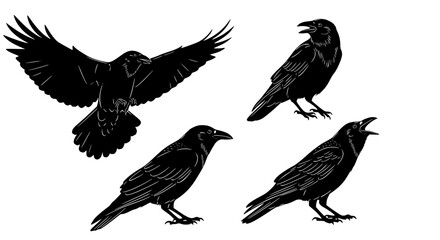 Obraz premium Vector art of silhouette of raven in different poses for POD