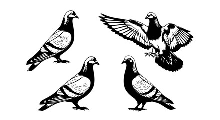 Obraz premium Vector art of pigeon silhouettes in different poses, vector illustration for POD