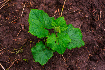 A young, green cucumber plant with several leaves in dark, rich soil.