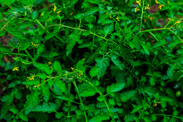 A vibrant, lush tomato plant with yellow flowers in a home garden.