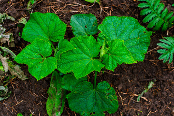 A young, vibrant cucumber plant with large green leaves growing in rich soil.