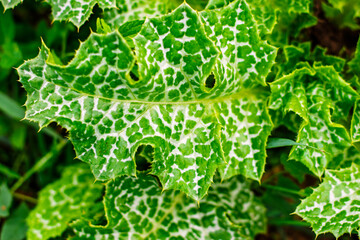 Spotted milk thistle leaves with spiky edges in a detailed close-up shot.