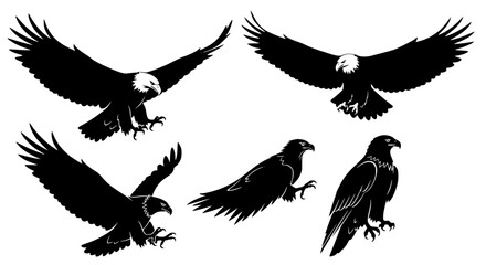 Obraz premium Vector art of collection of bald eagle silhouettes in different poses for POD
