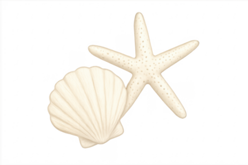 Seashell and starfish lying on transparent background