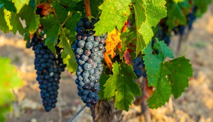 Bunches of dark grapes on vine