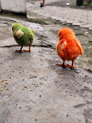 Chicken chicks in colorful colors are commonly found in traditional Indonesian markets, eating concentrate.