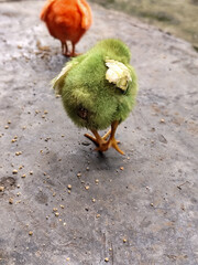 Chicken chicks in colorful colors are commonly found in traditional Indonesian markets, eating concentrate.