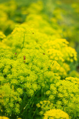 A vibrant field of blooming yellow dill flowers with a soft, blurred background.