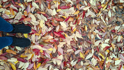 Feet standing on colorful fall leaves during rainfall in autumn.