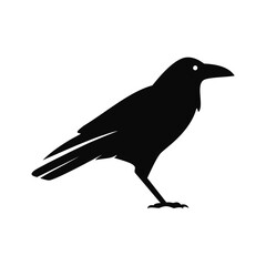 Black crow silhouette standing on white background raven bird