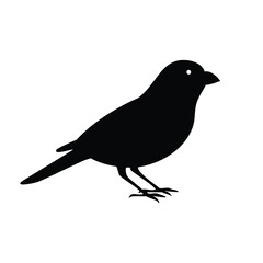 Black silhouette of a small bird with a white eye animal