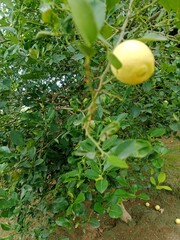 lemon tree in the garden