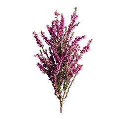 Heather Stem png