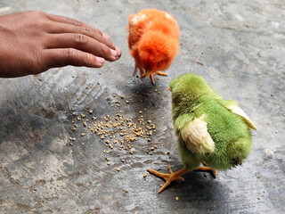 Chicken chicks in colorful colors are commonly found in traditional Indonesian markets, eating concentrate.