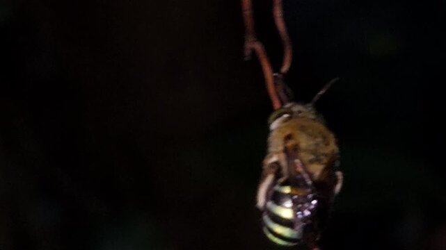Indian bumble-bee