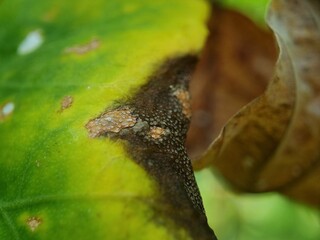 Close-up of diseased green leaf with brown patches and fungal spots showing decay process