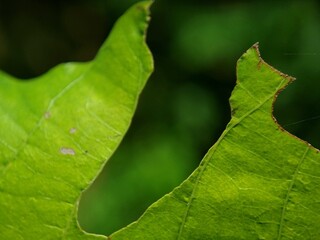 Green leaves are damaged and have holes due to being eaten by caterpillars. Macro