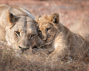 lioness and lion cub in the grass, gentle rare scene, photo taken in the wild in South Africa