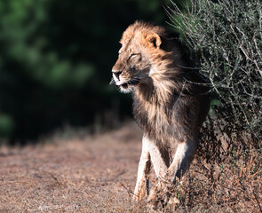 Male lion rubbing against a Shepards tree bush, photo taken in Botswana, Tuli Block