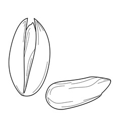 Vector outline drawing of pistachios in shell and kernel. Minimalist hand-drawn food illustration for design and packaging.