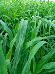 Obraz premium A close up view of a vibrant green field of tall grass with long leaves in a natural setting outdoors