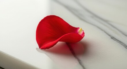 Single red rose petal with yellow tip on white marble surface image