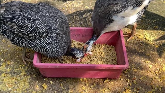Two Helmeted Guineafowl Numida meleagris with spotted plumage pecking and feeding together from a pink feeder at Zoo Negara Malaysia.